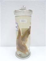 藏品(平面黃魴鮄)的圖片